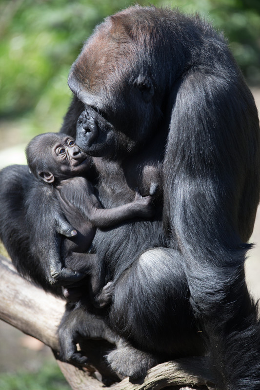 Baby gorilla and mom bonding, thriving and loving the sunshine